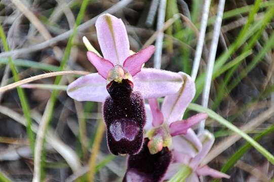 Image of Ophrys flavicans Vis.