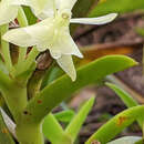 Image of Epidendrum difforme Jacq.