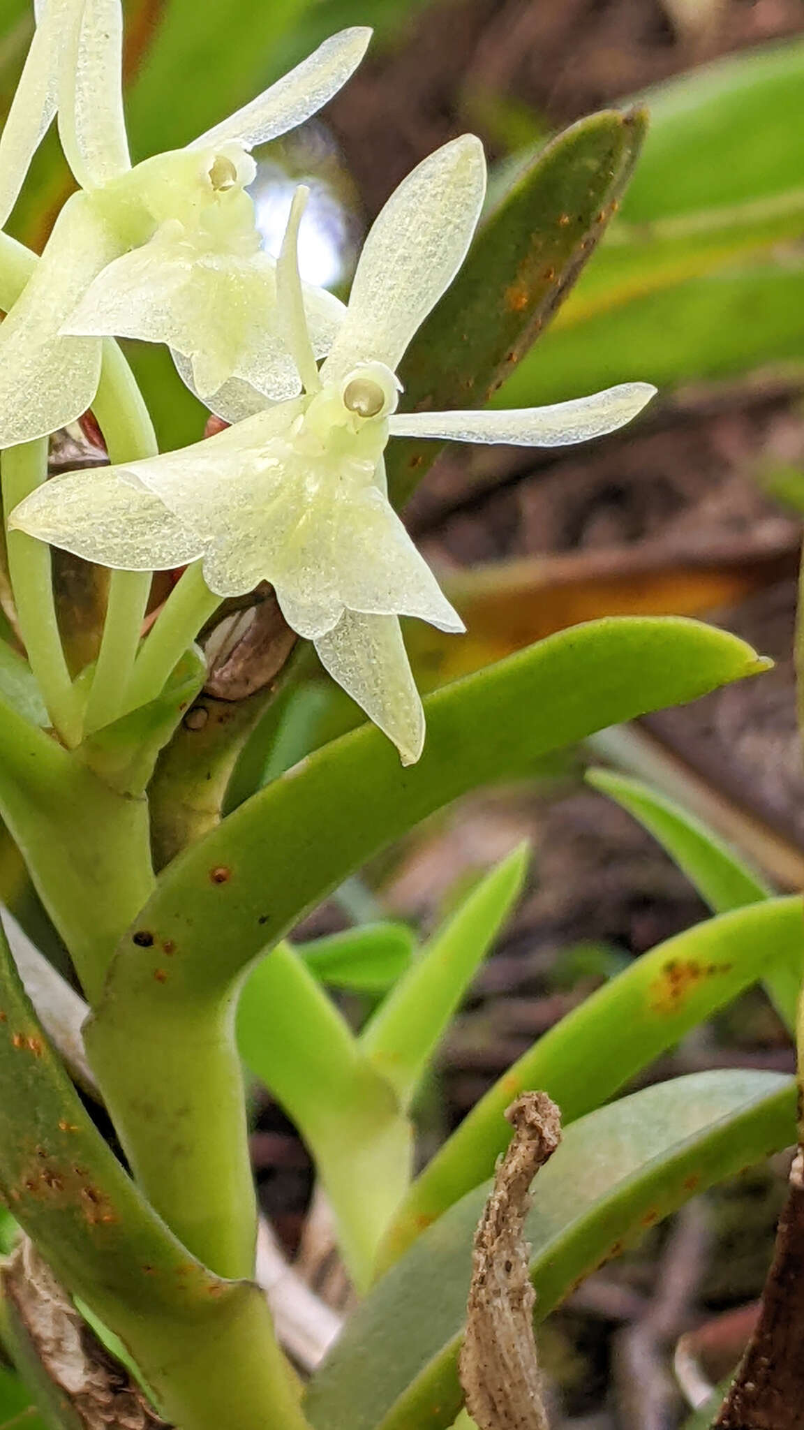 Image of Epidendrum difforme Jacq.