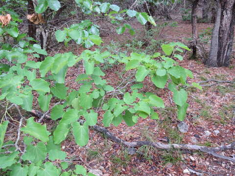 Image of Texas redbud