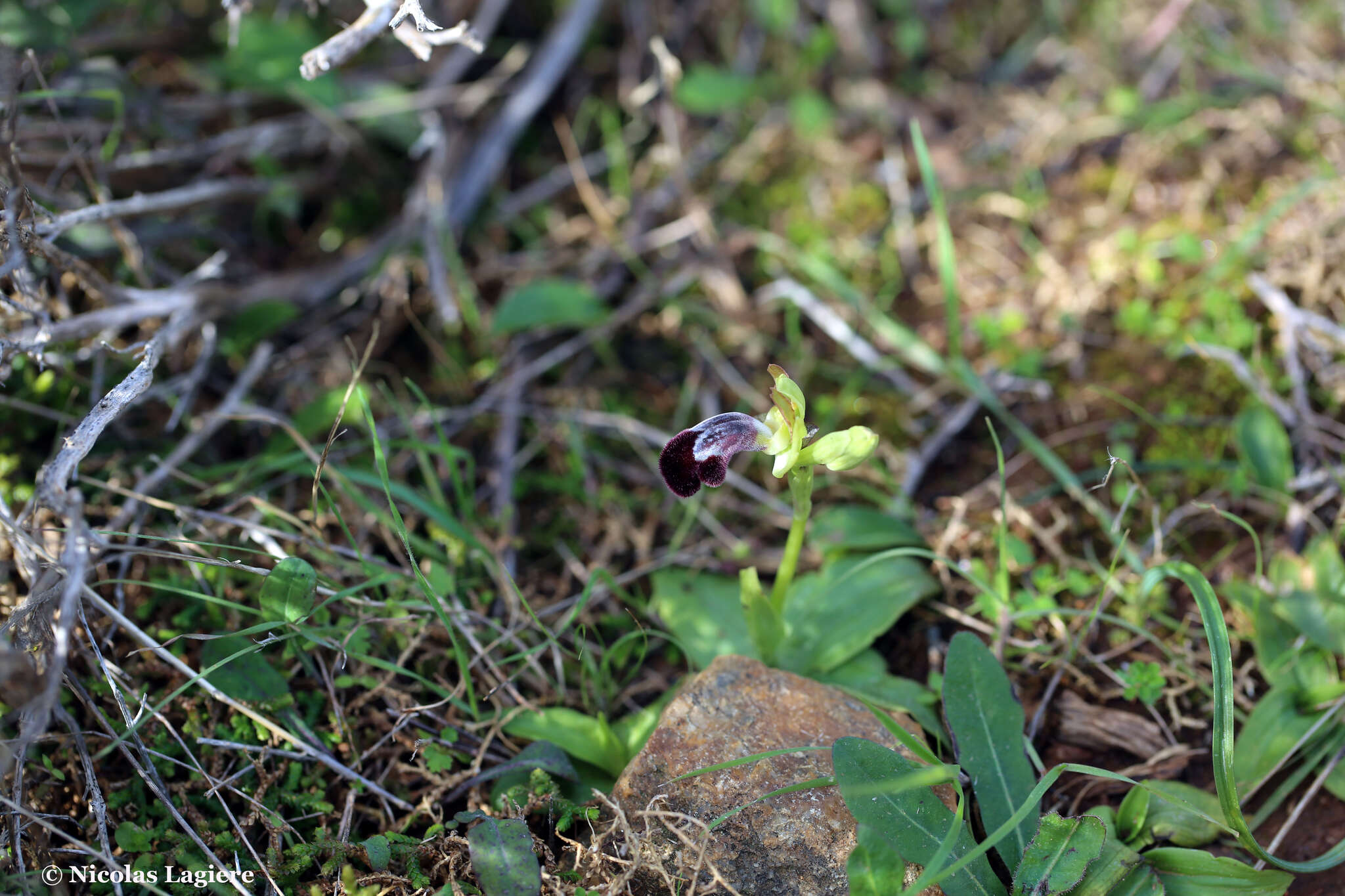 Image of Ophrys omegaifera var. basilissa (C. Alibertis, A. Alibertis & H. R. Reinhard) Faurh.