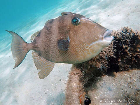 Image of Triggerfish