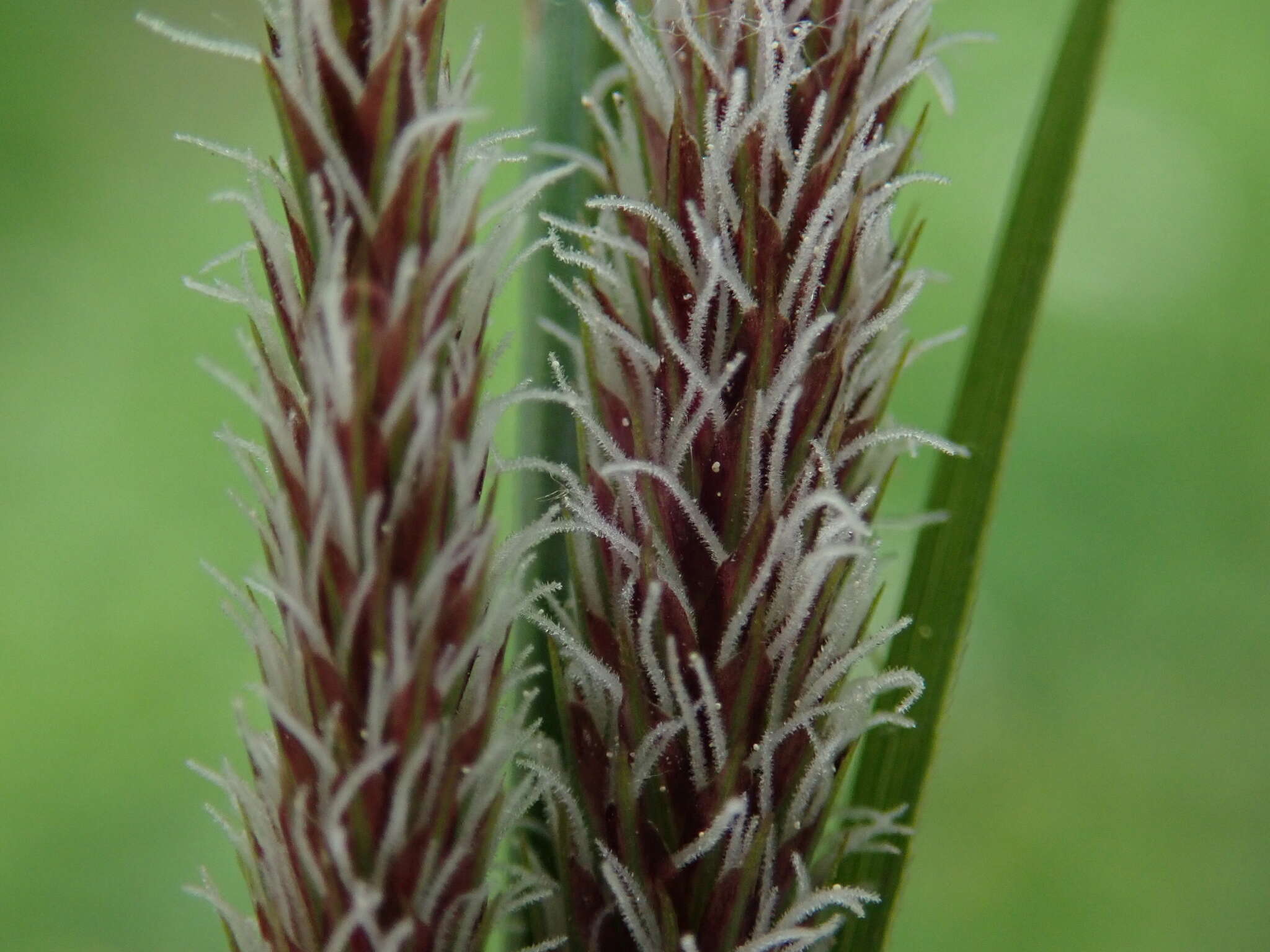 Image of Lesser Pond-Sedge