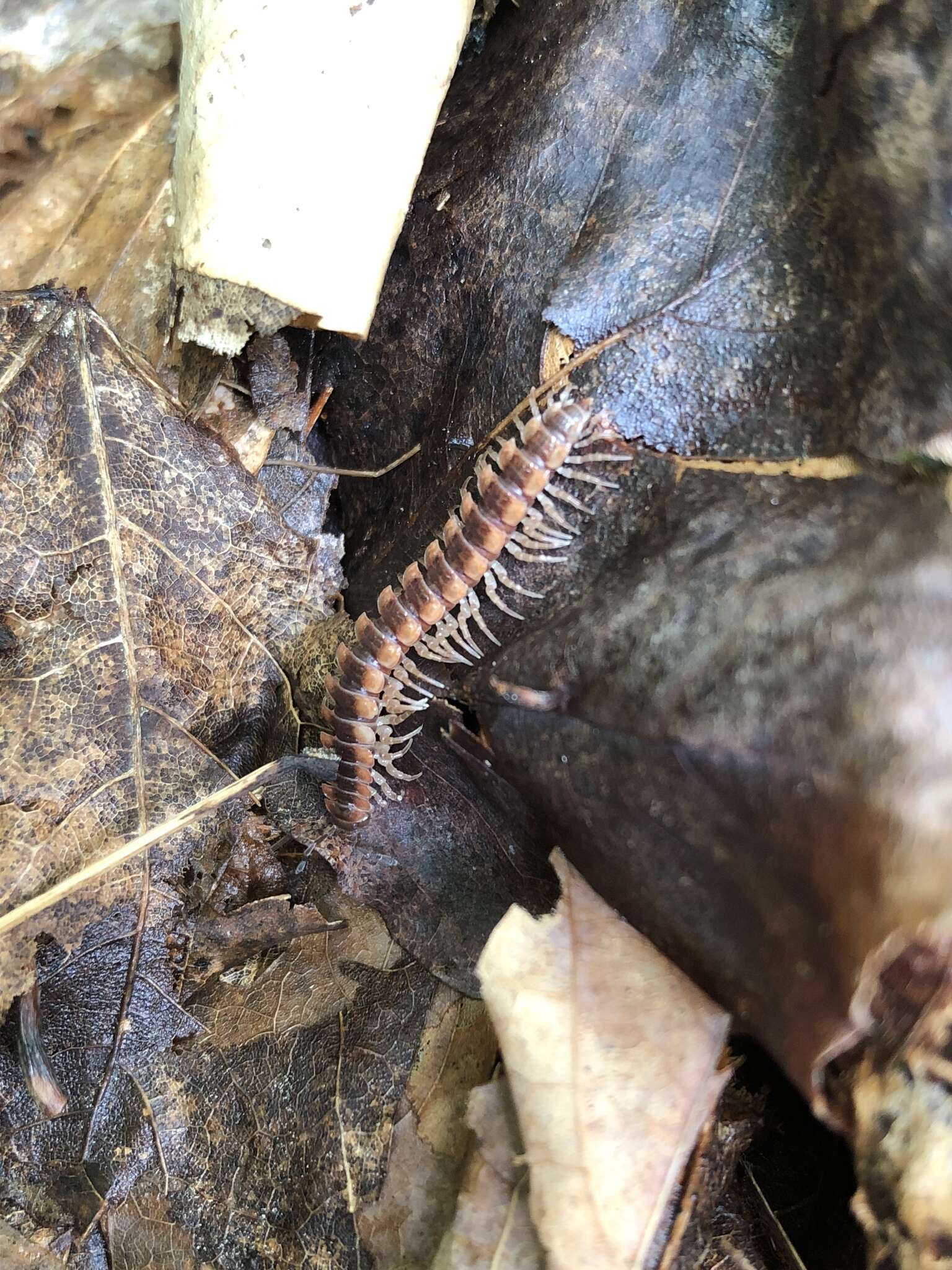 Слика од Pseudopolydesmus canadensis (Newport 1844)