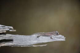 Image of Gehyra versicolor Hutchinson, Sistrom, Donnellan & Hutchinson 2014