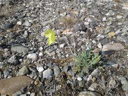 Image of Papaver lapponicum subsp. jugoricum (Tolm.) S. V. Gudoshnikov