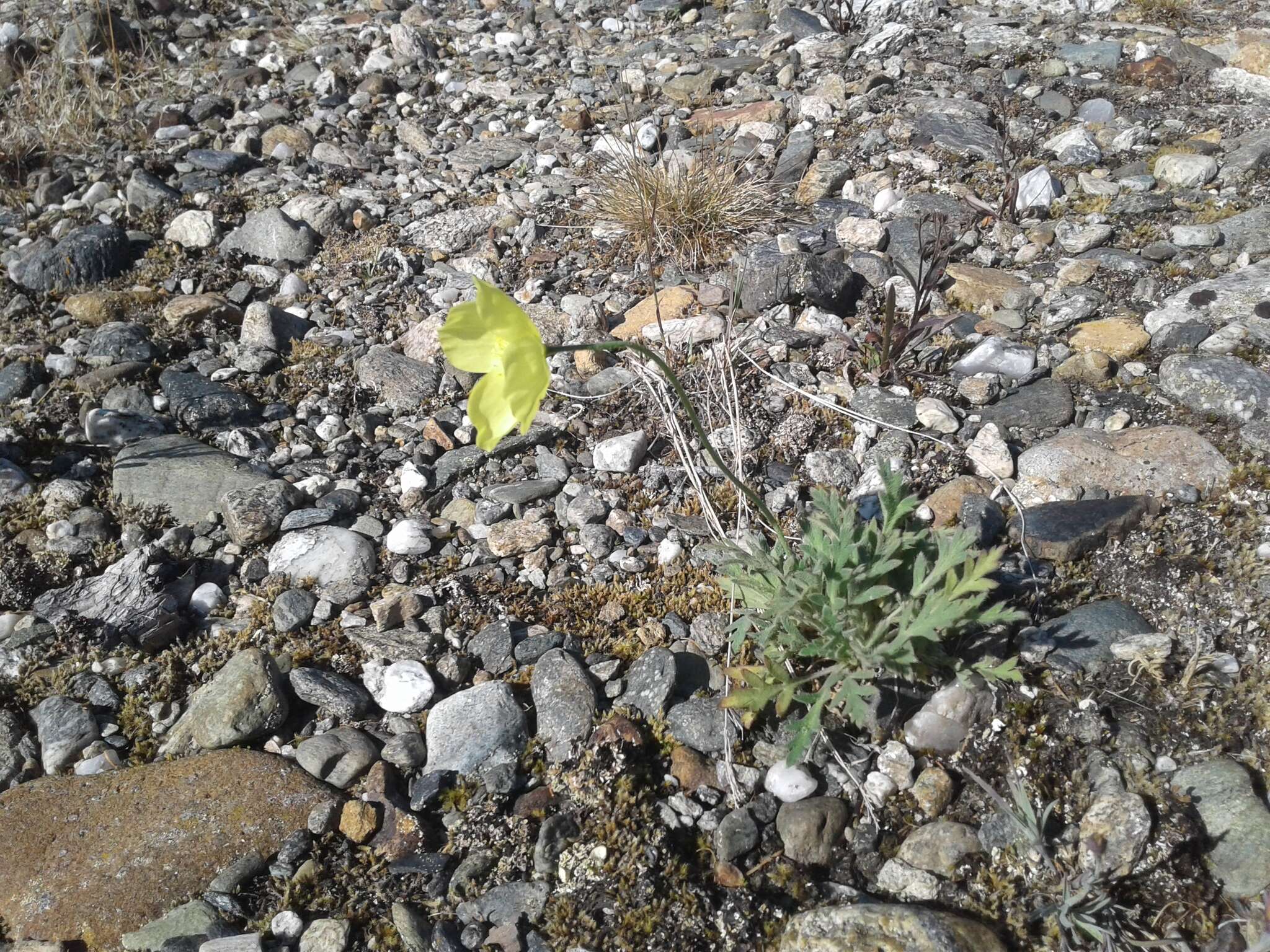 Image of Papaver lapponicum subsp. jugoricum (Tolm.) S. V. Gudoshnikov