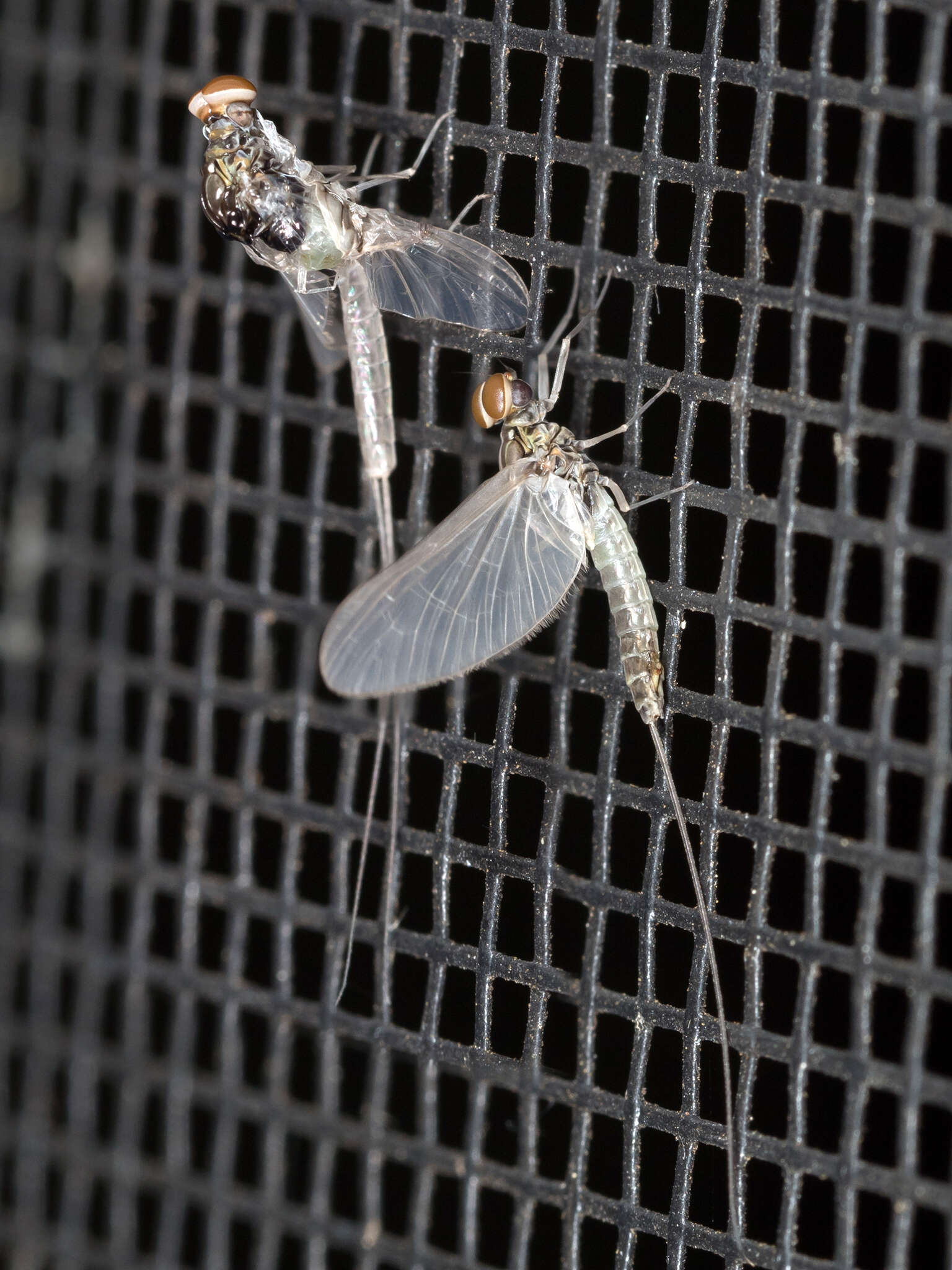 Image of Callibaetis floridanus Banks 1900