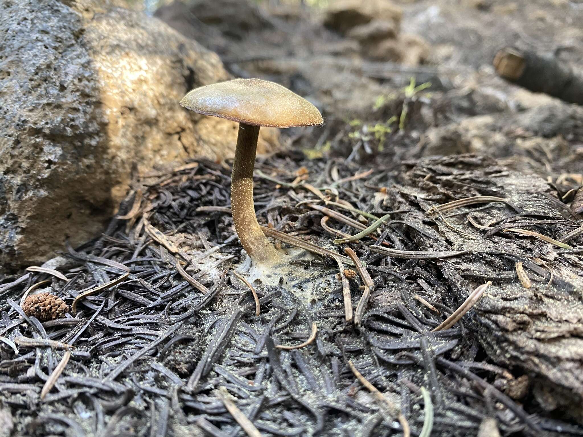 Image of Clitocybe glacialis Redhead, Ammirati, Norvell & M. T. Seidl 2000