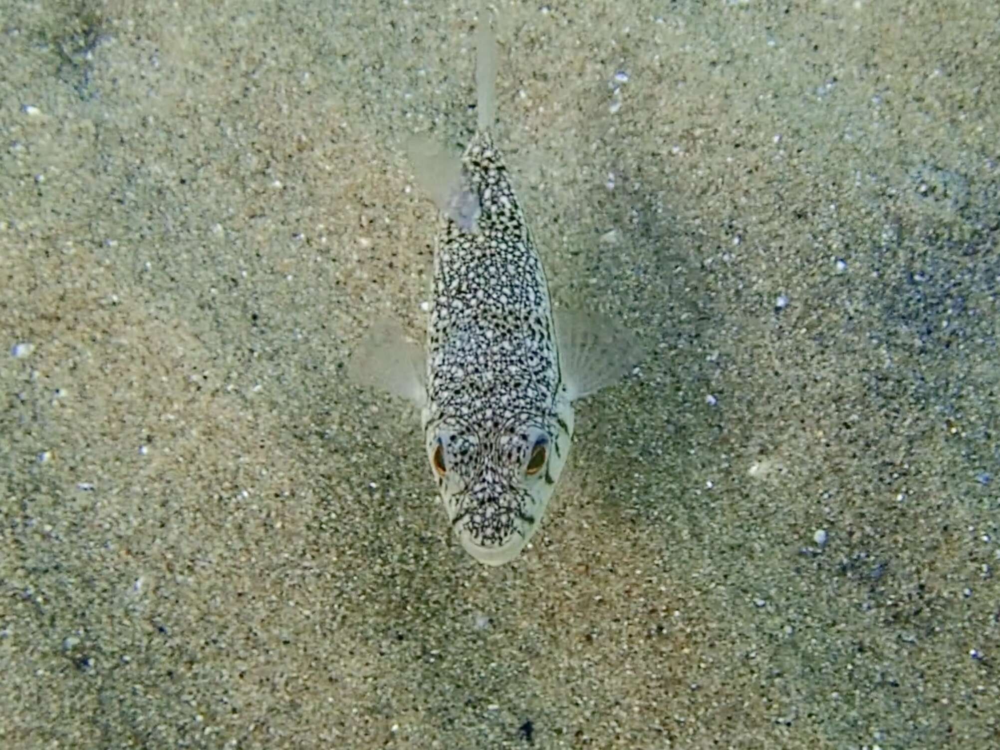 Image of Banded Toadfish