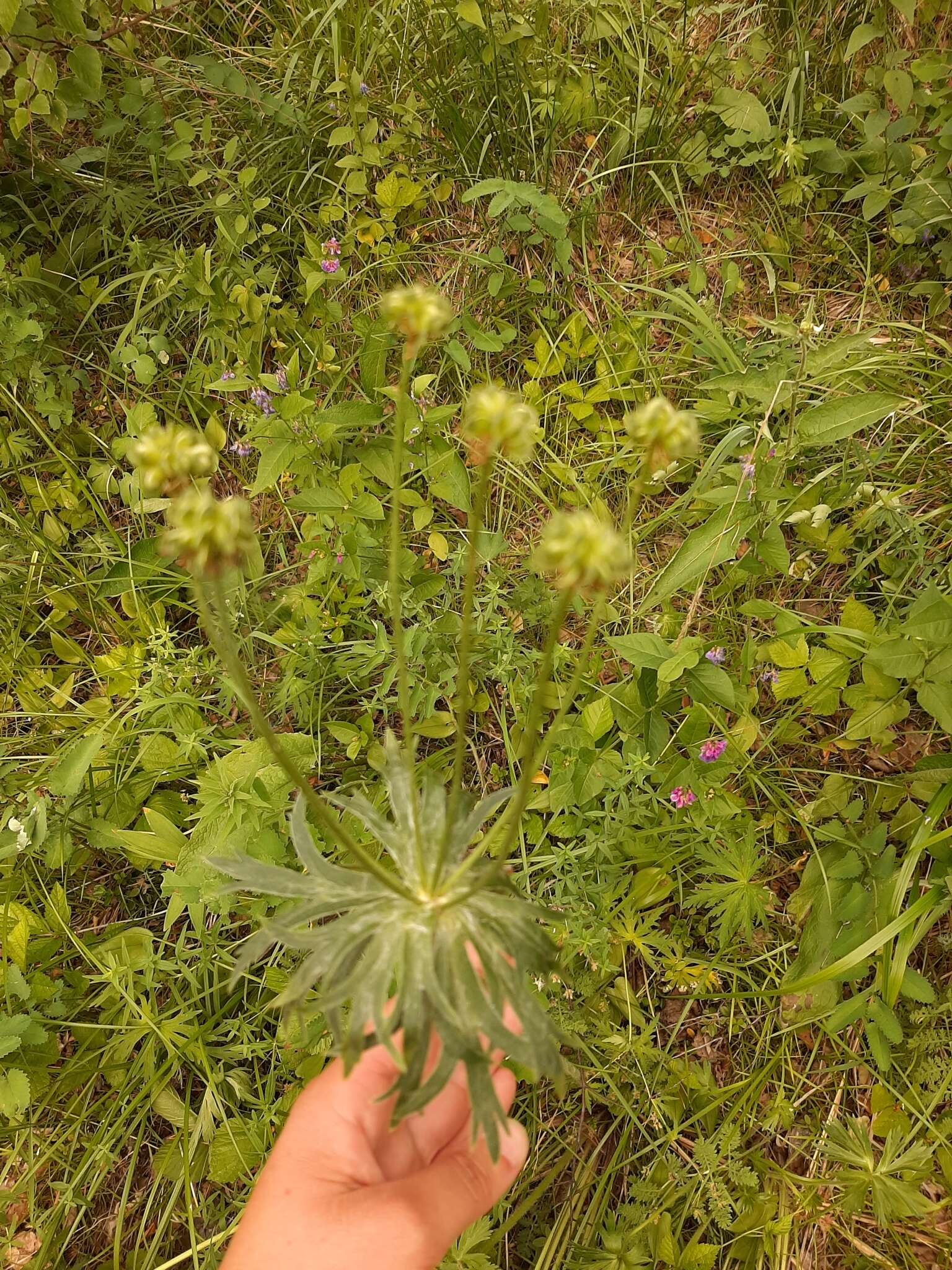 Imagem de Anemonastrum narcissiflorum subsp. crinitum (Juz.) Raus