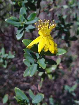 Imagem de Hypericum edisonianum (Small) P. Adams & N. Robson