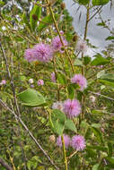 Plancia ëd Mimosa albida var. albida