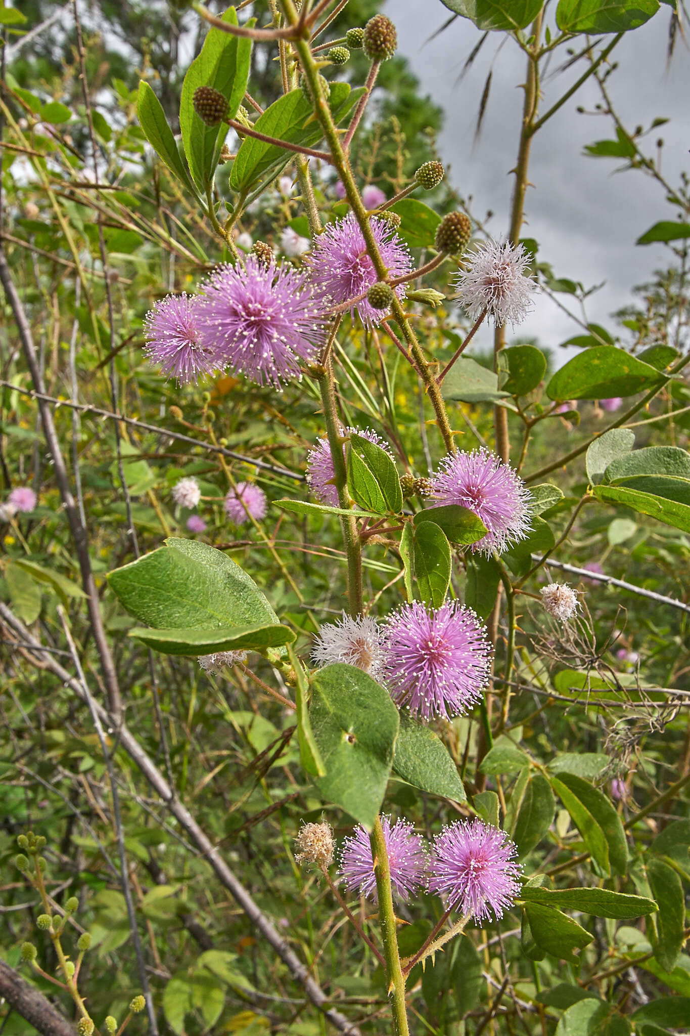 Plancia ëd Mimosa albida var. albida