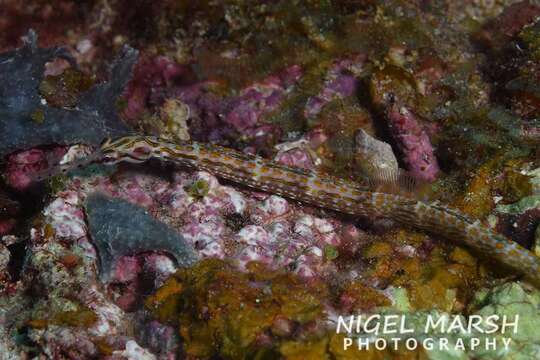 Image of Ocellated pipefish