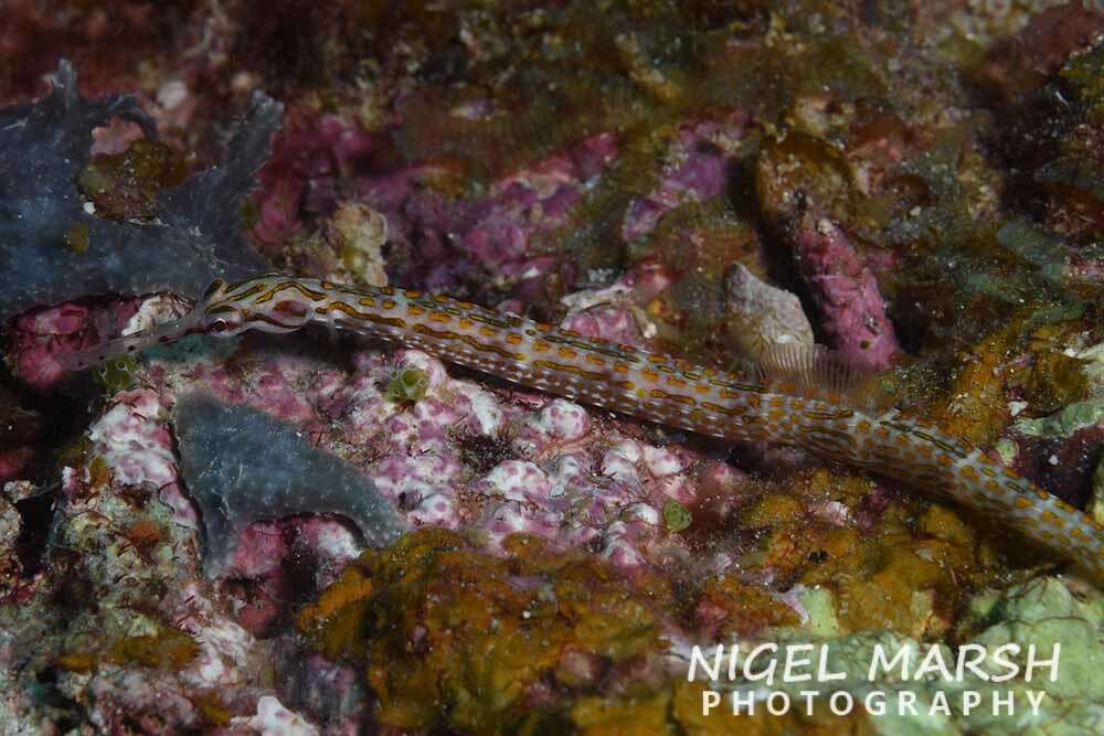 Image de Corythoichthys ocellatus Herald 1953