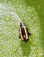 Image of Turnip flea beetle