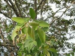 Image of Desmodium amplistipulaceum