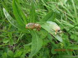 Image of New Forest cicada