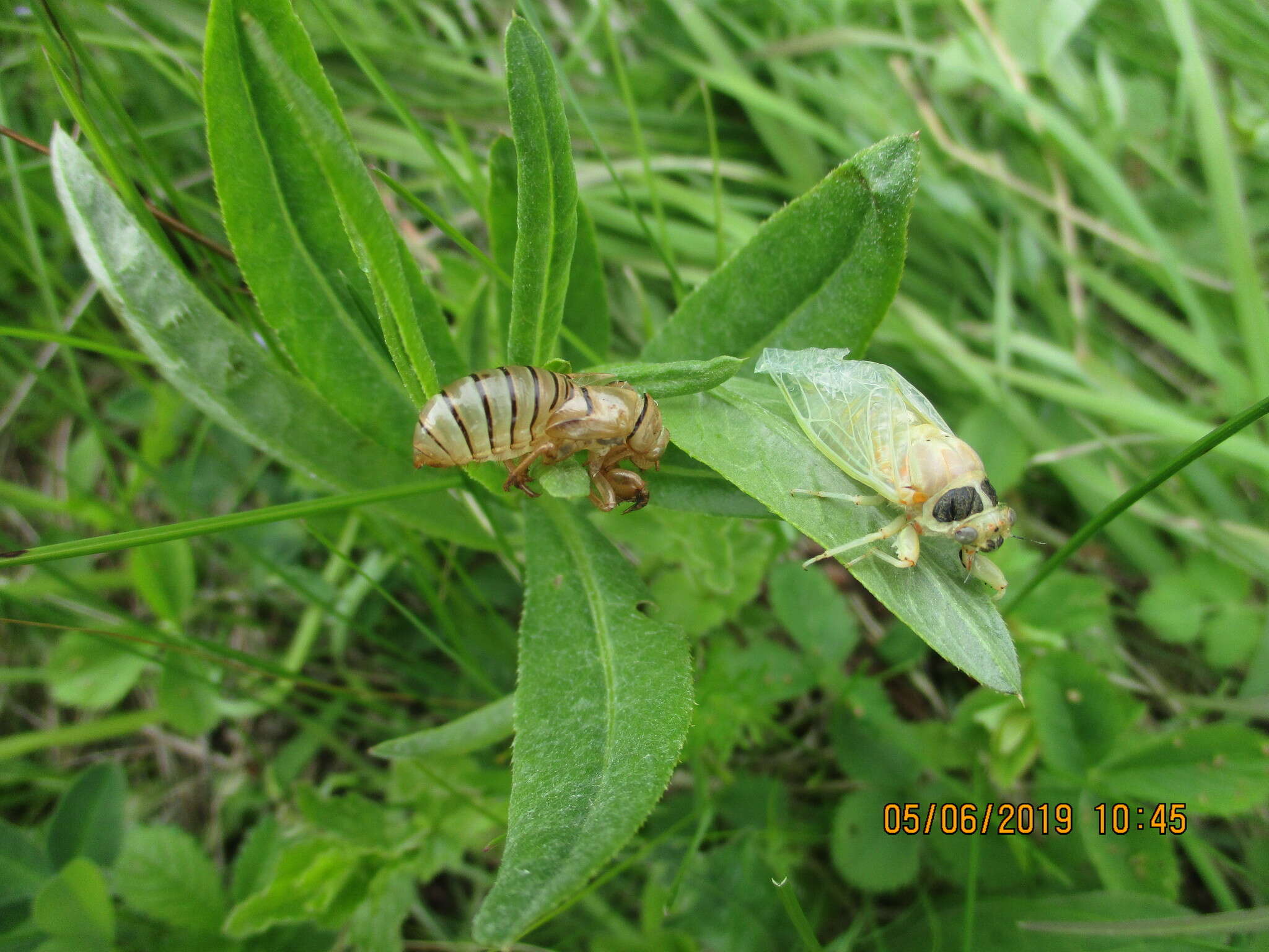 Image of New Forest cicada