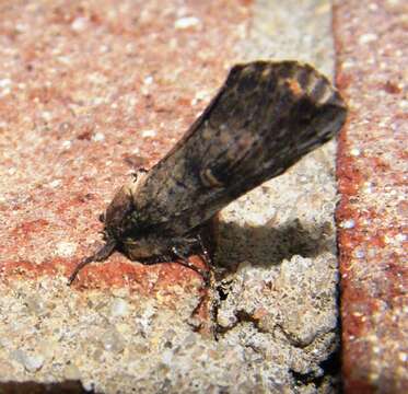 Image of Morning-glory Prominent