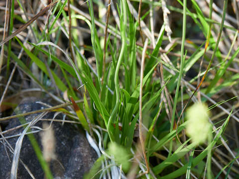 Image of Tofield's asphodel