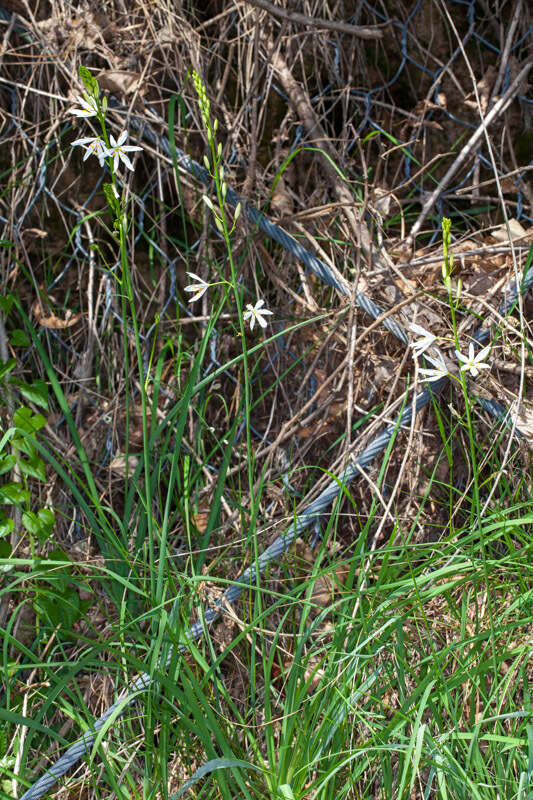 Image of St. Bernard’s lily