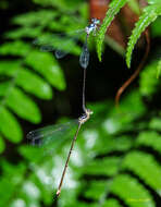 Imagem de Coeliccia bimaculata Laidlaw 1914