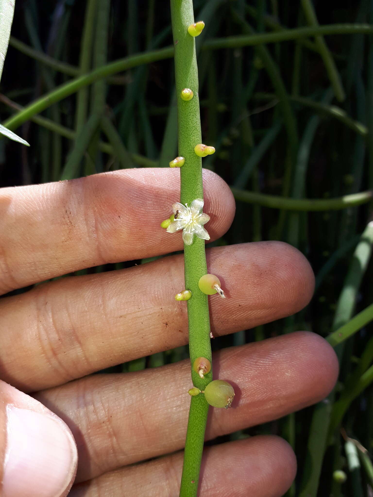 Слика од Rhipsalis baccifera subsp. shaferi (Britton & Rose) Barthlott & N. P. Taylor