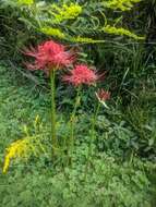 Image of lycoris