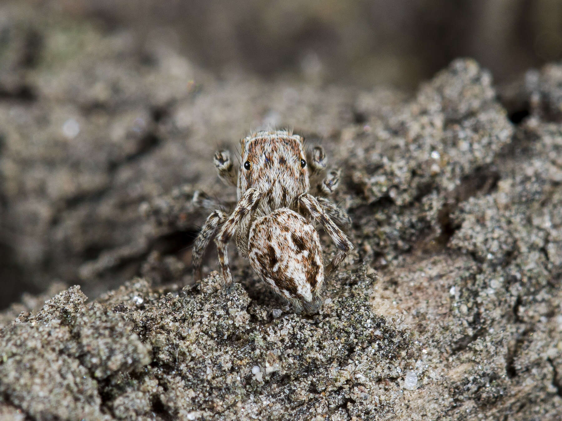 Image of Attulus nenilini (Logunov & Wesolowska 1993)