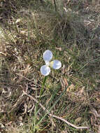 Image of Diplarrena moraea Labill.