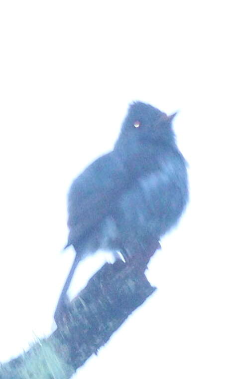 Image of Dark Pewee