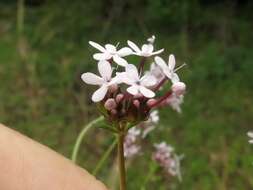 Image of longtube cornsalad