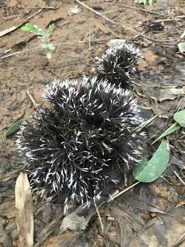 Imagem de Thelephora ramarioides D. A. Reid 1958