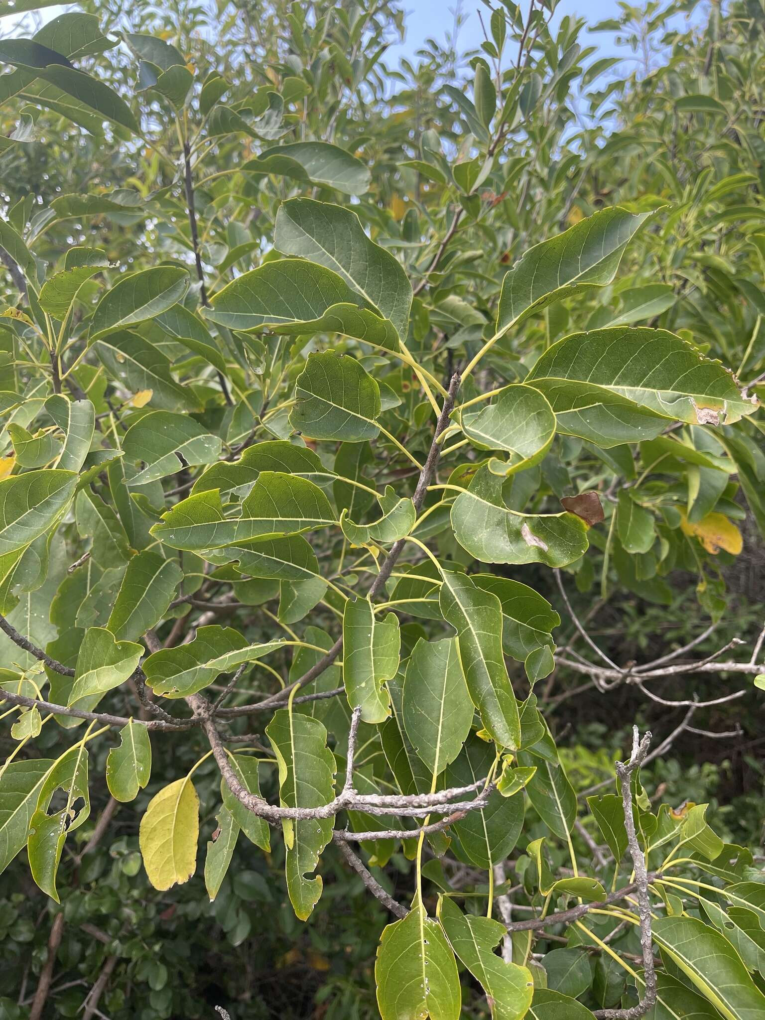 Image of Bourreria petiolaris (Lam.) M. Thulin