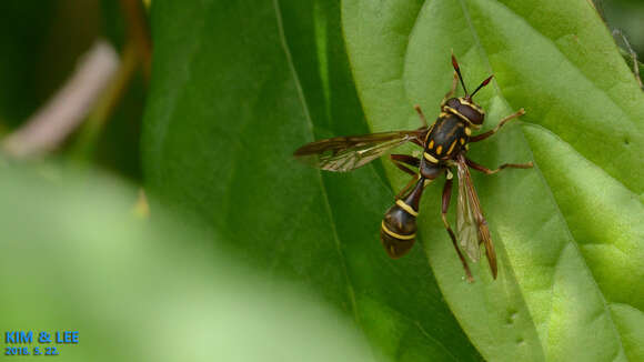 Image of Sphiximorpha rachmaninovi (Violovich 1981)