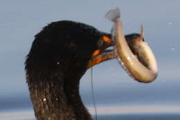 Image of Eel-blenny