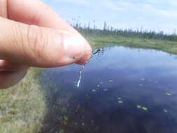 Image of Subarctic Bluet