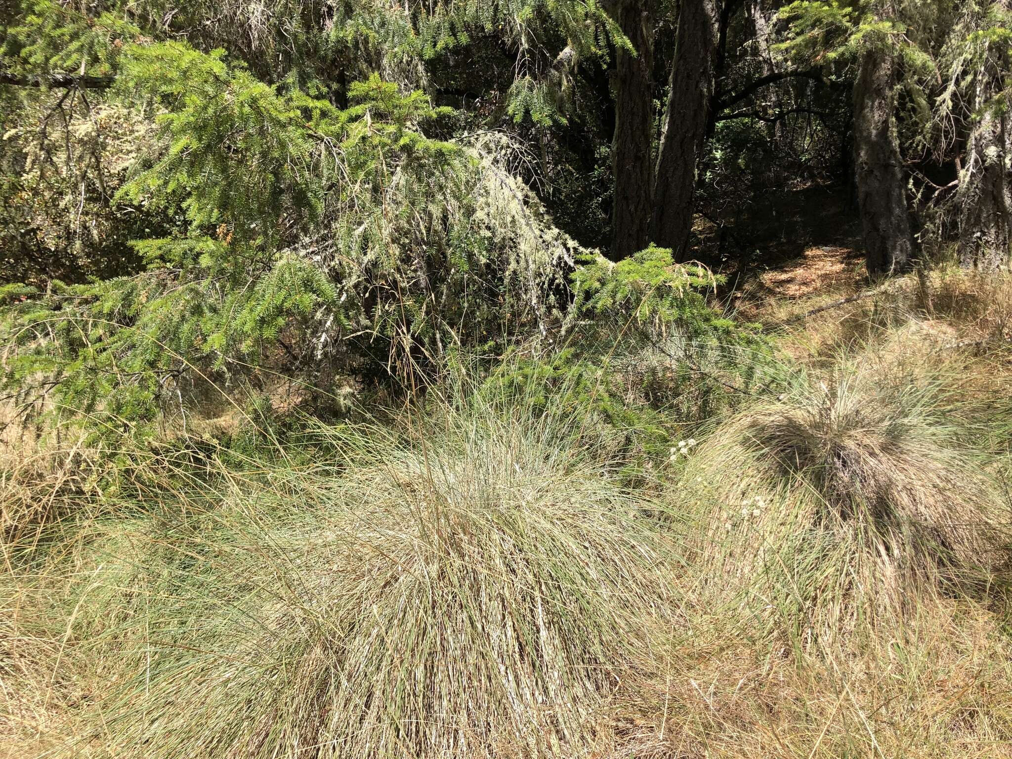 Plancia ëd Festuca californica Vasey