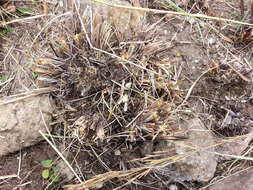 Image of common russet grass
