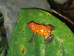 Image of Pichincha poison frog