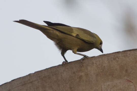 Image of Palm Tanager