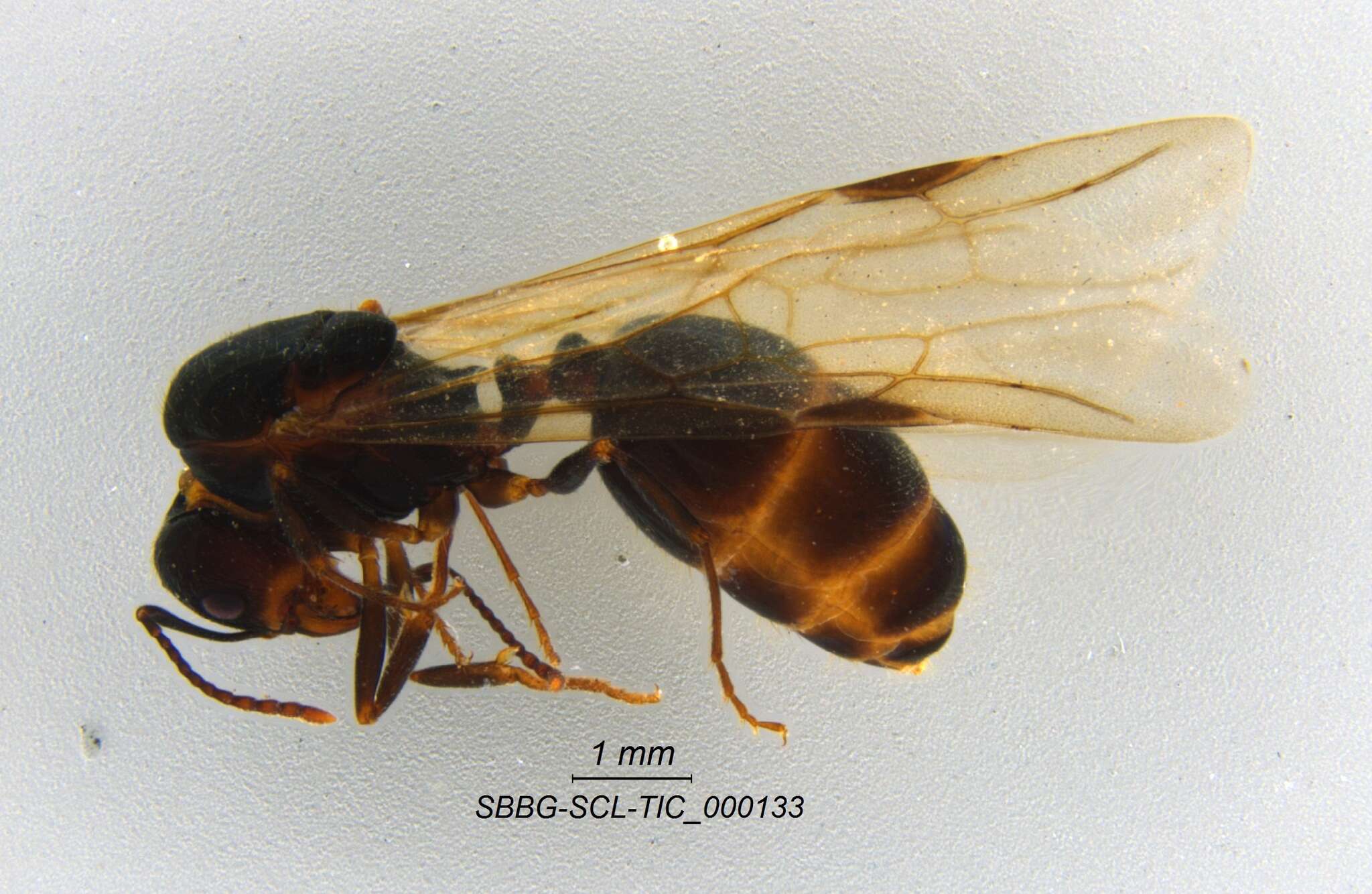 Image de Aphaenogaster patruelis Forel 1886