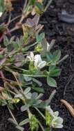 Image of mountain carpet clover