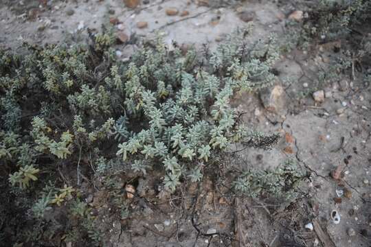 Image of Beach Seepweed