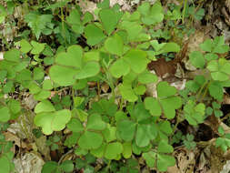 Sivun Oxalis grandis Small kuva