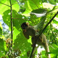 Image of Bolivian squirrel monkey