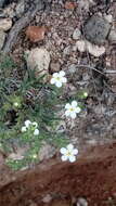 Image of Euploca foliosissima (J. F. Macbr.) J. I. M. Melo