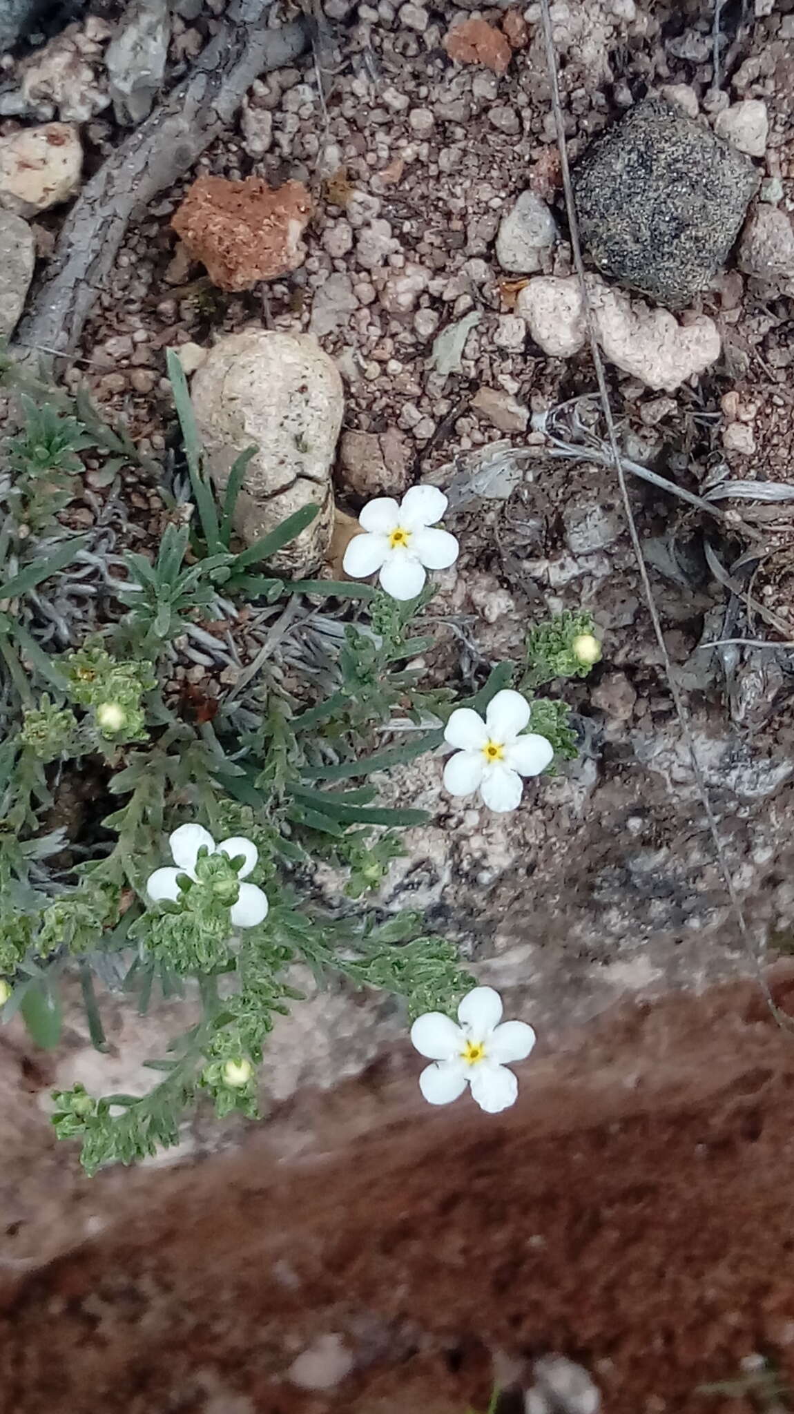 Image of Euploca foliosissima (J. F. Macbr.) J. I. M. Melo